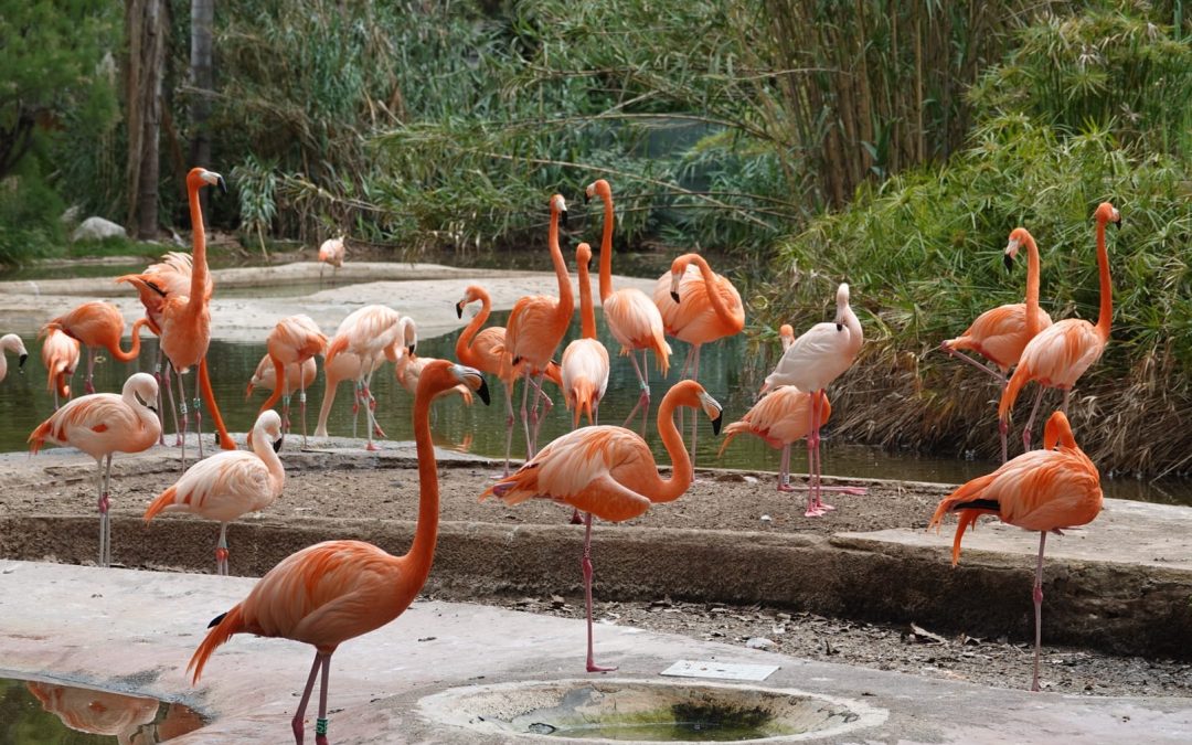Zoo de Barcelona: un oasis de biodiversidad entre los jardines de la Ciutadella