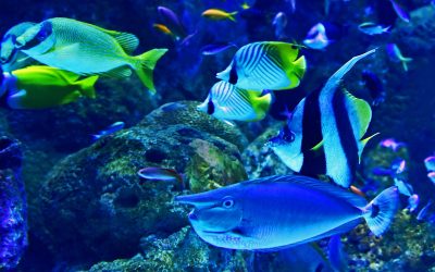 Aquarium and Maremagnum: a great plan